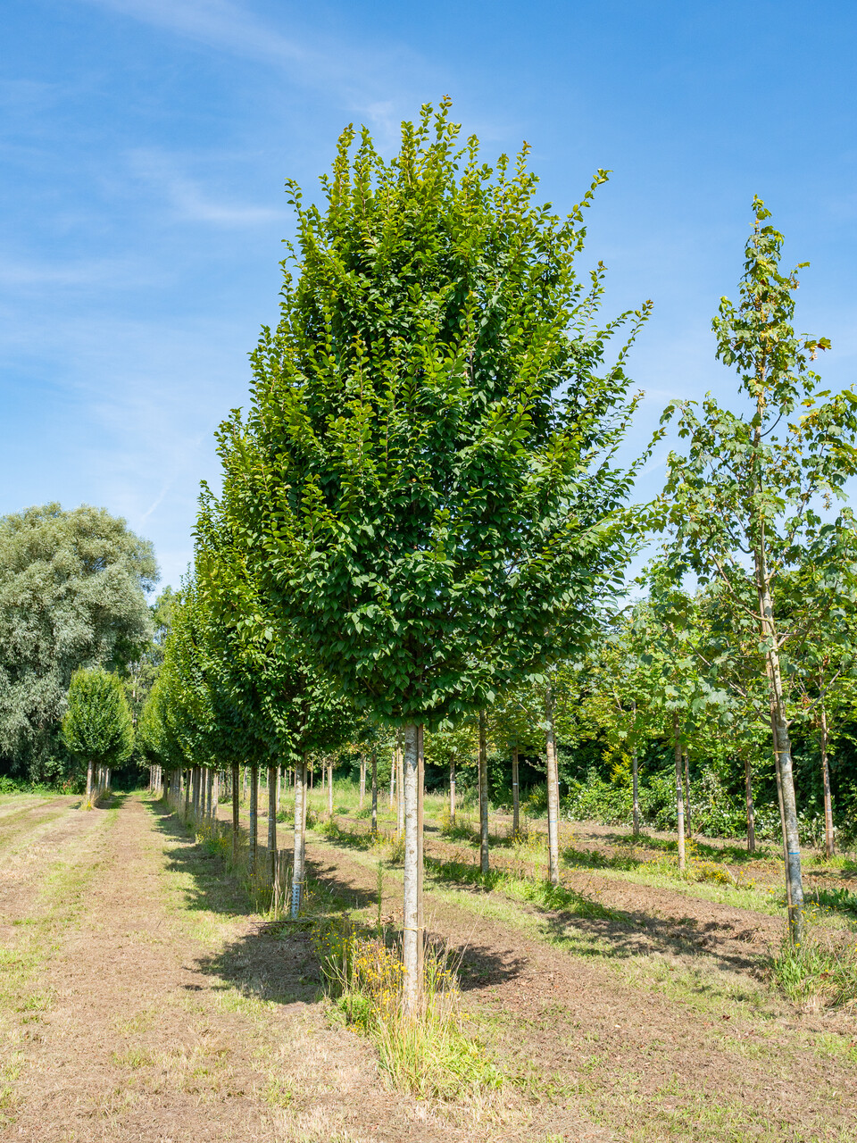 Carpinus betulus 'Lucas' | Carpinus betulus 'Lucas' - Van den Berk